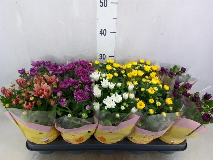 <h4>Chrysanthemum   ..rosebud mix</h4>
