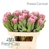 Protea Carnival