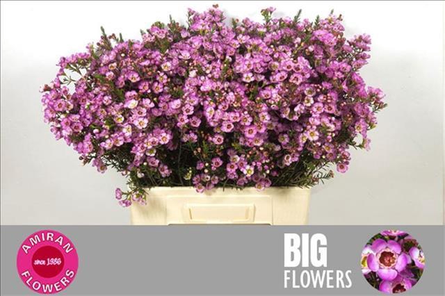 <h4>Chamelaucium Adi</h4>