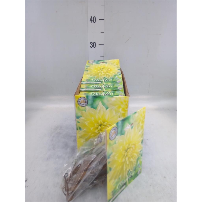 <h4>Dahlia   ...flowerbulbs</h4>