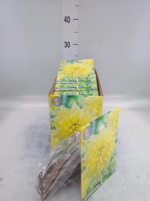 <h4>Dahlia ...flowerbulbs</h4>