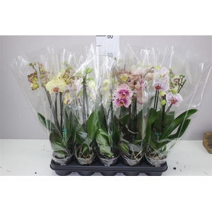 Phal Gemengd 2 Tak 12+