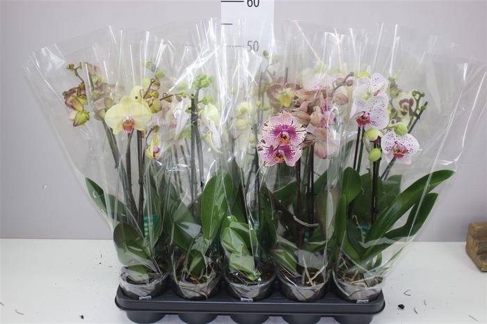 <h4>Phal Gemengd 2 Tak 12+</h4>