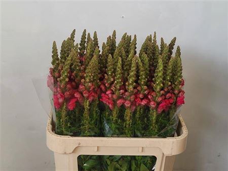 <h4>Antir Avignon Rose</h4>