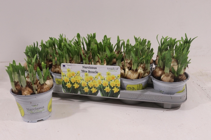 <h4>NARC D TETE BOUCLE</h4>