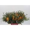 Banksia Dryandra