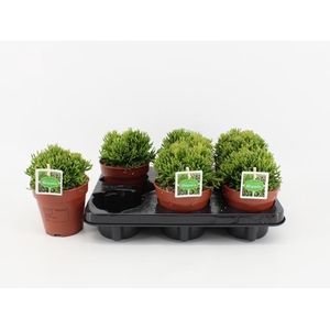 Hatiora (Cites) 12Ø 20cm