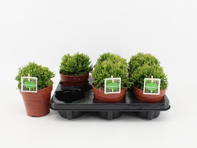 Hatiora (Cites) 12Ø 20cm