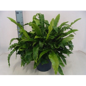 Varens overig Scolopendrium