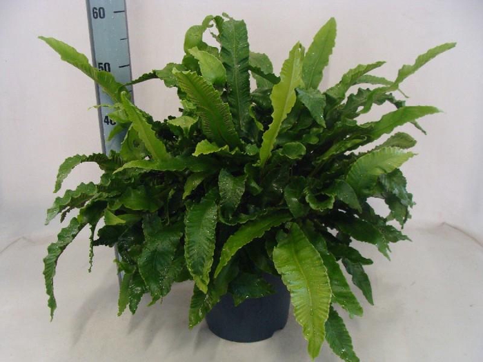 <h4>Varens overig Scolopendrium</h4>