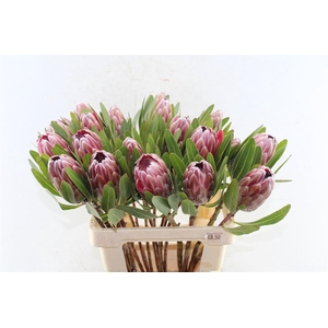 Protea Pink Ice