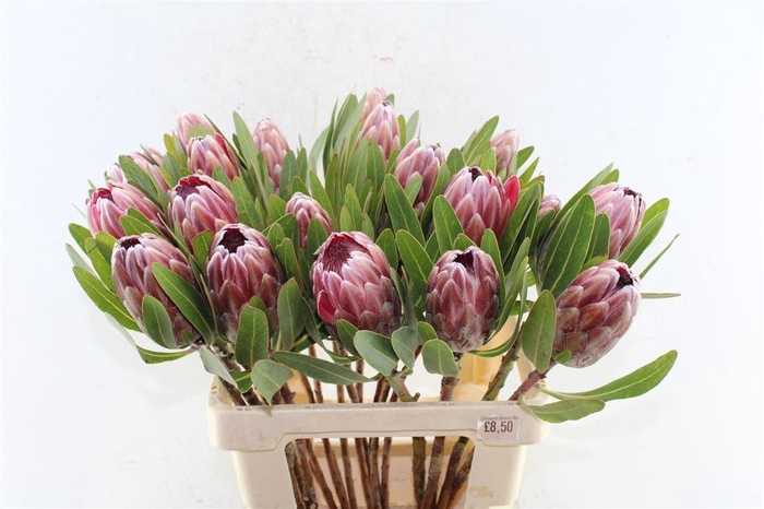 <h4>Protea Pink Ice</h4>
