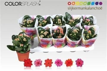 <h4>KAL GE GEM 6 KL</h4>