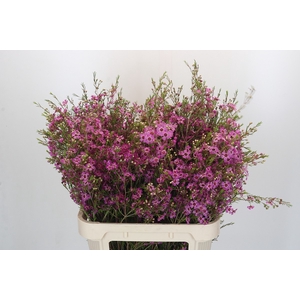 Chamelaucium Niek's Pride