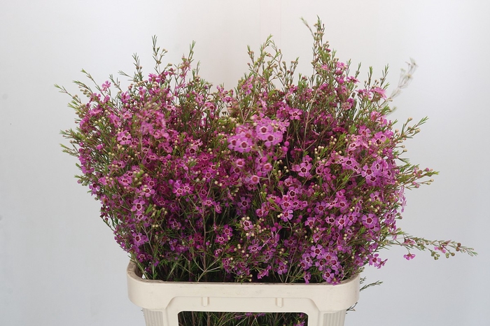 <h4>Chamelaucium Niek's Pride</h4>
