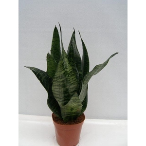 SANSEVIERIA TRIFASCIATA