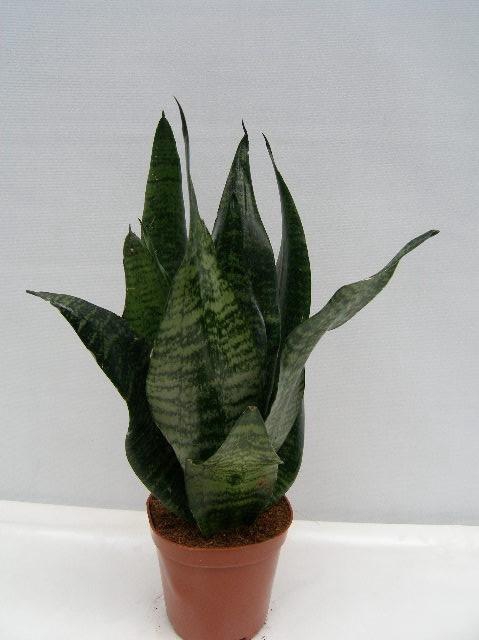 <h4>SANSEVIERIA TRIFASCIATA</h4>