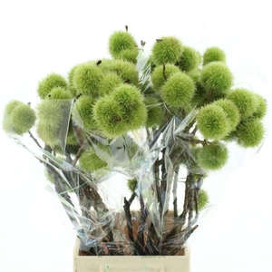 CASTANEA SATIVA