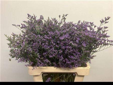 <h4>Lim Maine Blue</h4>