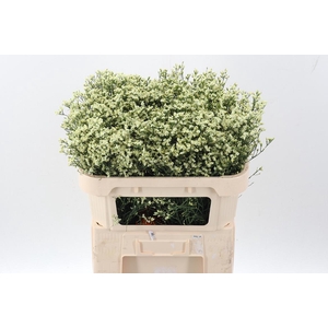 Lim Sin Sen Lemonade