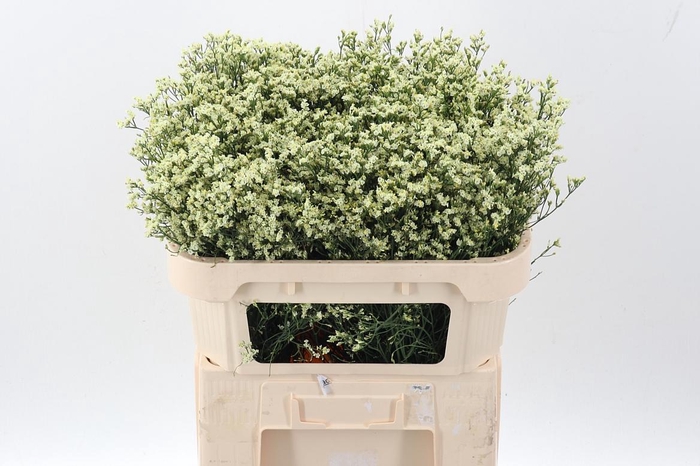 <h4>Lim Sin Sen Lemonade</h4>