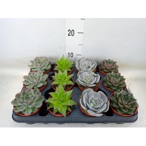 Echeveria   ...mix