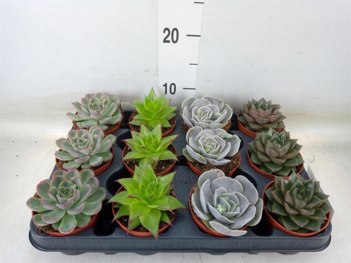 <h4>Echeveria   ...mix</h4>