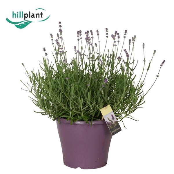 <h4>Lavandula angustifolia 'Essence Purple'</h4>