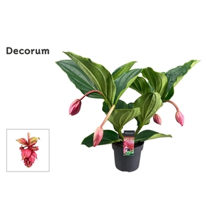 Medinilla Magnifica Flamenco 2 etage 4 knop (Decorum)