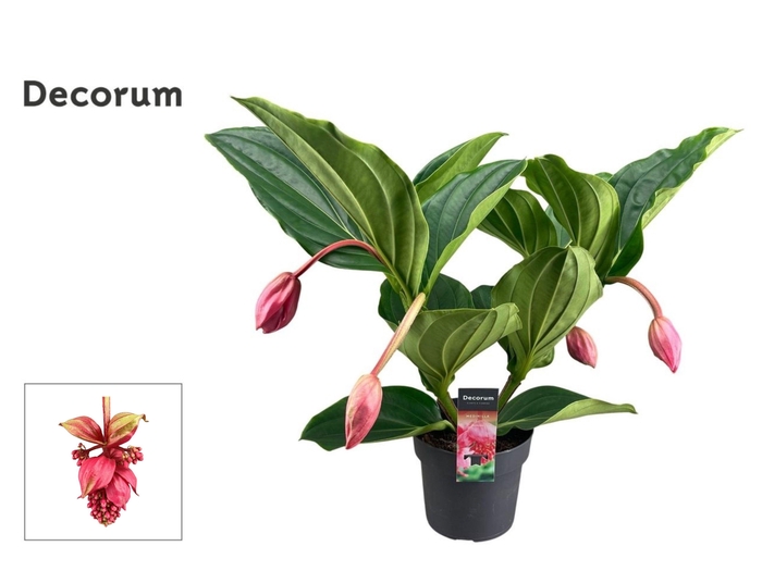 <h4>Medinilla Magnifica Flamenco 2 etage 4 knop (Decorum)</h4>