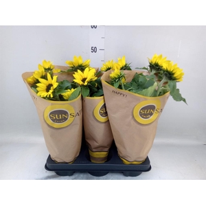 Helianthus an. 'Sunsation'