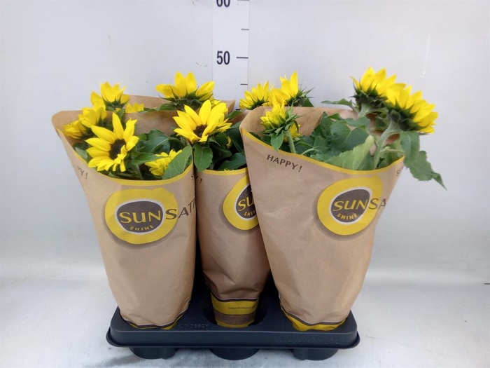 <h4>Helianthus an. 'Sunsation'</h4>