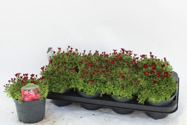 <h4>SAXIF AR PETER PAN</h4>