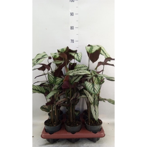 Calathea   ...