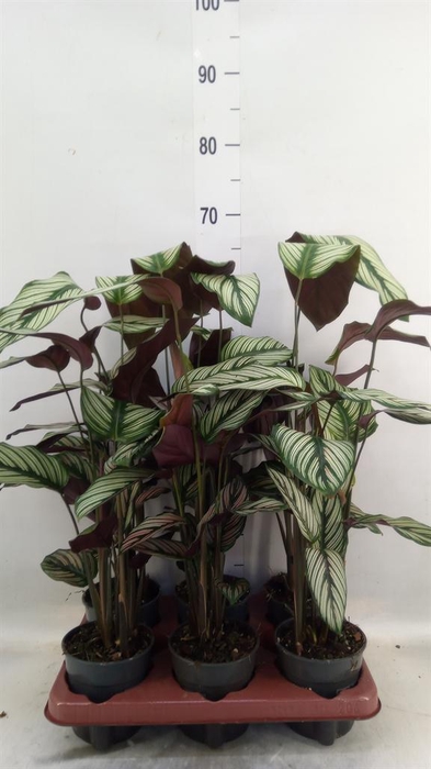 <h4>Calathea   ...</h4>