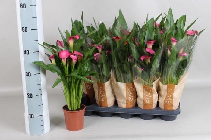 Zantedeschia Zazu Pink