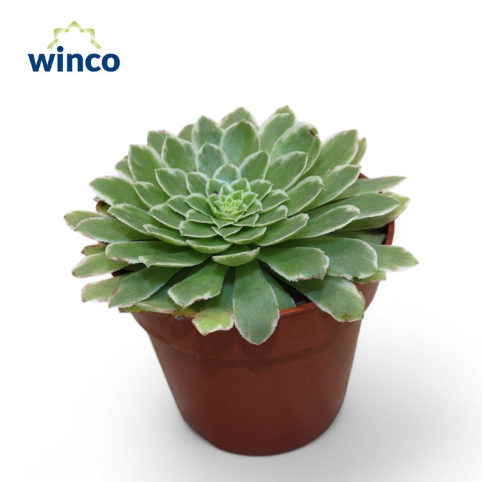 <h4>Aeonium Tabiliformis Variegata</h4>