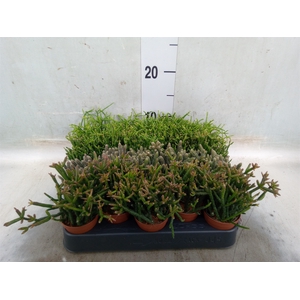 Rhipsalis   ...mix