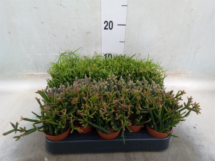 <h4>Rhipsalis   ...mix</h4>