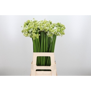 Ornithogalum Saundersiae