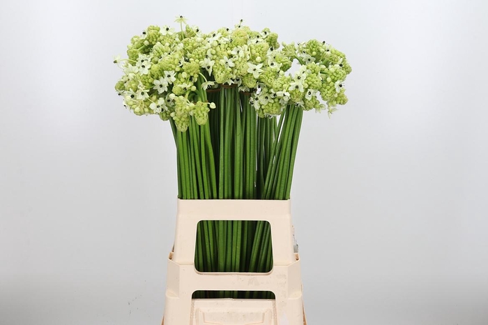 <h4>Ornithogalum Saundersiae</h4>