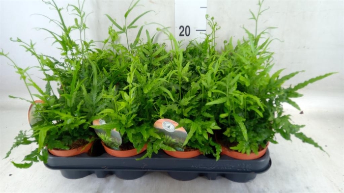 <h4>Pteris ensiformis</h4>