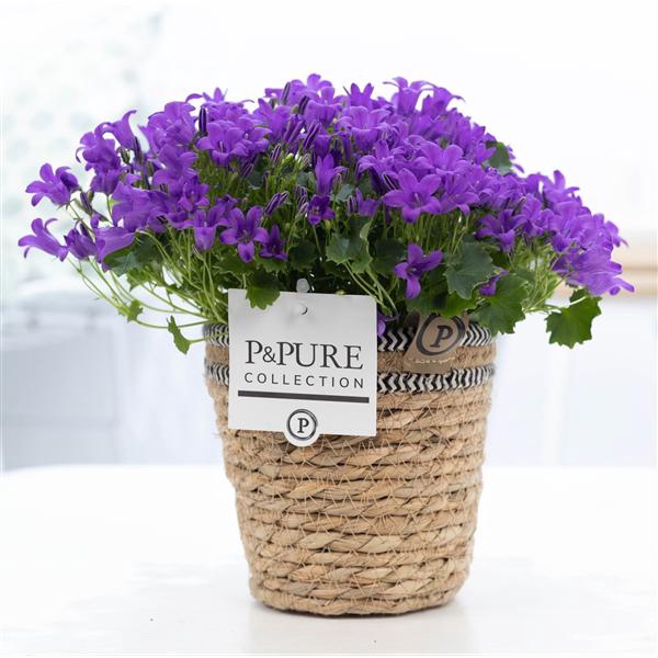 <h4>Campanula Porto LL Pure Basket</h4>