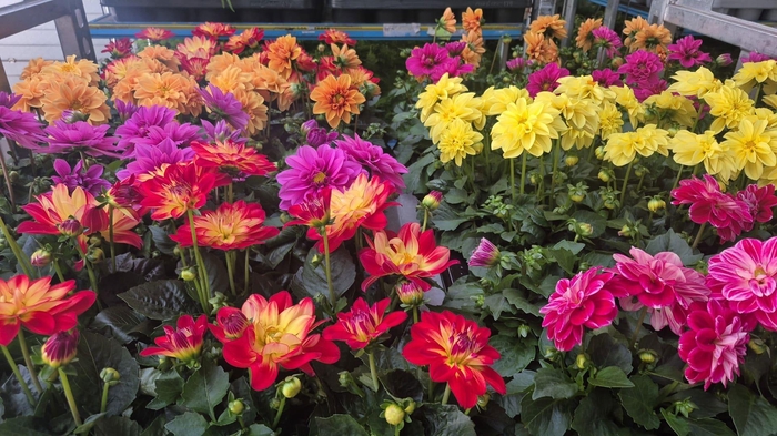 <h4>DAHLIA MIXK 5 KL</h4>