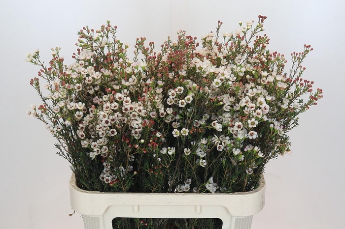 <h4>Chamelaucium Ella</h4>