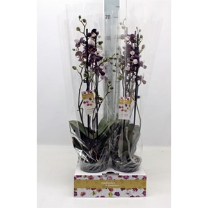 Phalaenopsis   ...