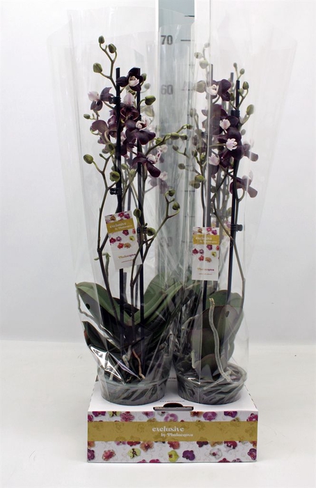 <h4>Phalaenopsis   ...</h4>