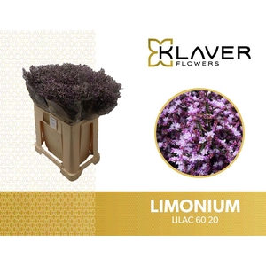 LIM SAF LILAC