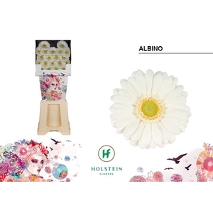 GE MI ALBINO Diamond x80