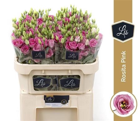 <h4>Eus G Rosita Rose Pink</h4>